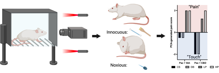 figure-results-4 Rodent pain assessment setup with graph analyzing infrared stimulation effects on behavior.