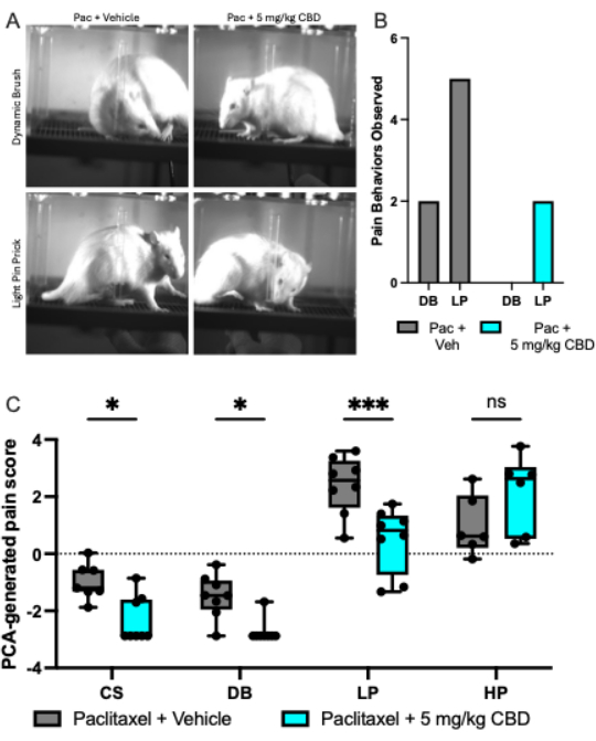 figure-results-5 Mouse pain response study; behavior observation, bar chart, PCA pain score comparison with CBD.