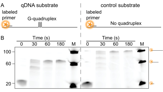 qDNA G-quadruplex formation, labeled primer experiment, electrophoresis results, kinetic analysis.