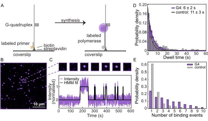 G-quadruplex synthesis; labeled polymerase experiment; fluorescence microscopy; probability analysis