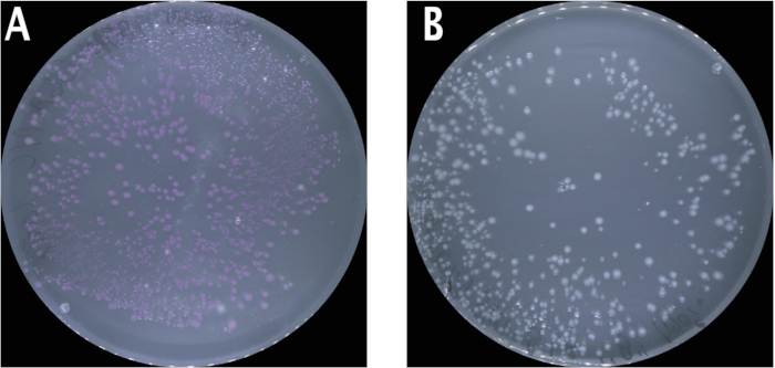 figure-results-4 Bacterial colony growth on agar plates; experiment comparing growth conditions; microbiology study.