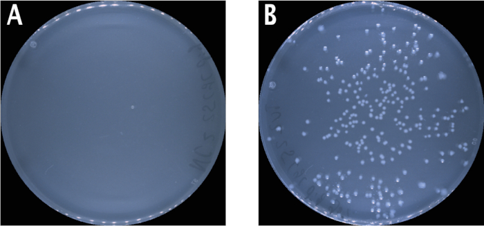 figure-results-5 Bacterial growth comparison on agar plates; experiment results; colony formation analysis.