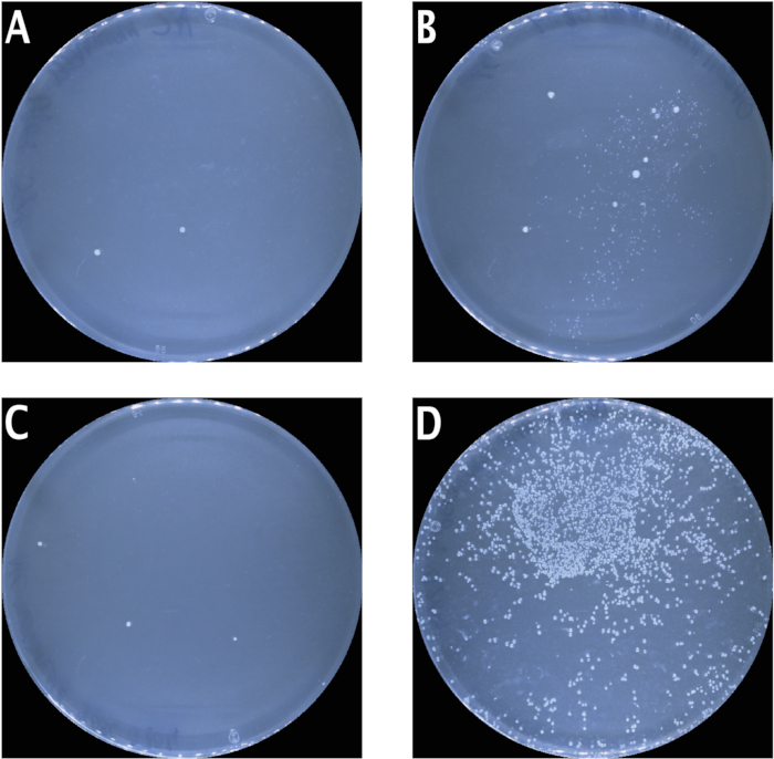 figure-results-6 Bacterial colony growth diagram on agar plates showing varying densities in quadrants A to D.