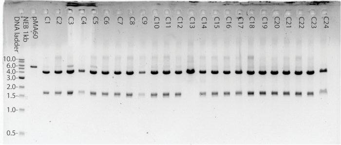 figure-results-7 DNA electrophoresis gel result; bands indicate fragment sizes for genetic analysis, NEB 1kb ladder used.