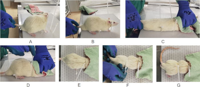 figure-protocol-3 Animal experiment procedure for surgical setup; sequential steps by researcher handling specimen.