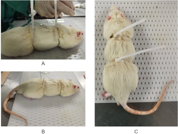 figure-protocol-4 Conjoined rat experiment setup with surgical procedure and post-operation observation.