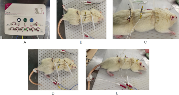 figure-protocol-5 Electrophysiological experiment on rats showing electrode placement and signal processing device.