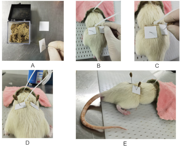 figure-protocol-6 Rodent fur testing setup; adhesive application experiment; sample placement on specimen.