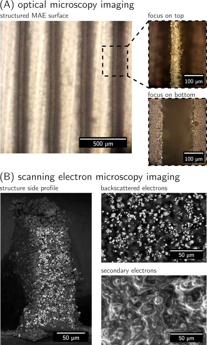 Optical and electron microscopy of MAE surface, focusing and electron scattering, 500 µm scale.