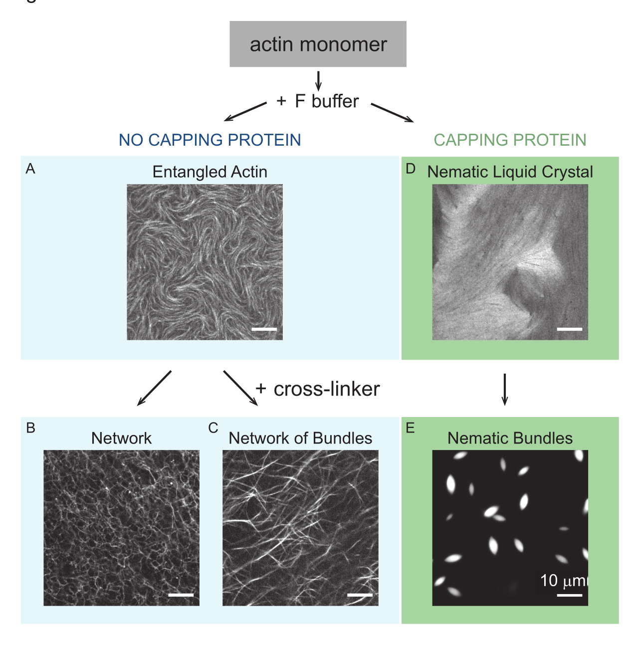 Video: Tuning the Contractility and Deformation Modes of Active Actin ...