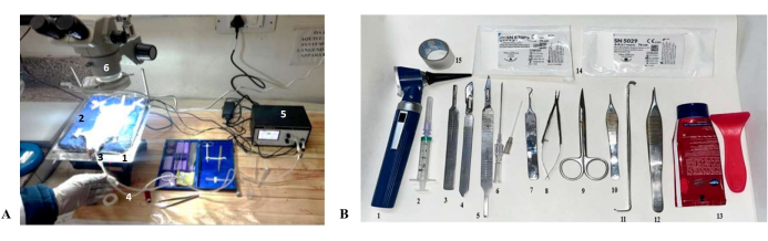 figure-results-1 Electrophoresis setup with UV light box and surgical tools for DNA analysis and experimental procedures.