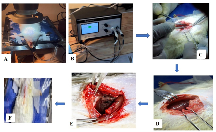 figure-results-2 Animal surgery diagram; experimental setup showcasing respiratory device and heart exposure steps.
