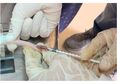 figure-results-3 Animal catheterization procedure; syringe with needle inserted, medical experiment in progress.