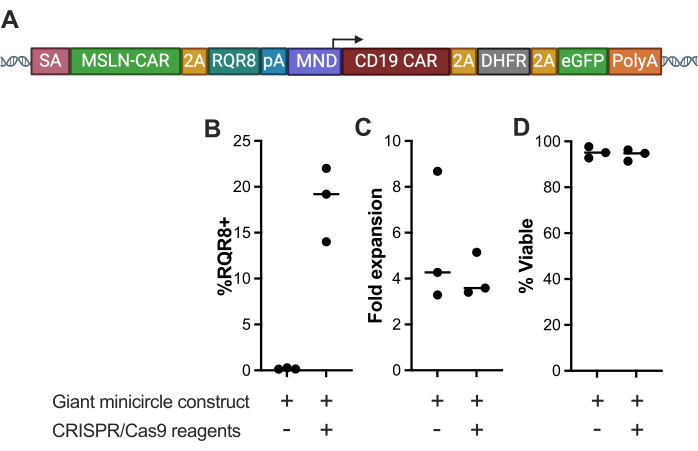 Gene editing results with CRISPR/Cas9. Diagram A: genetic construct. Graphs B-D: cell expansion and viability.