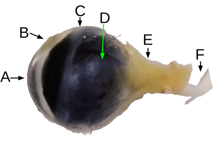 figure-results-2 Dissection anatomy labeled diagram; parts A-F marked; educational biology study.