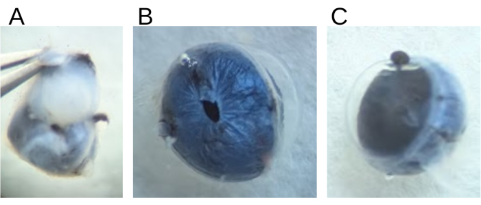 figure-results-4 Zebrafish embryo development stages, labeled A-C; microscope images showing morphogenesis progression.