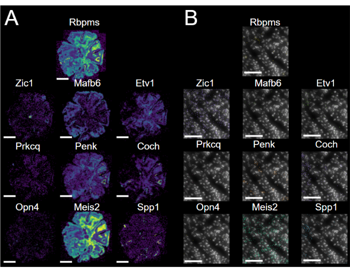 figure-results-9 Gene expression analysis; microscopy images comparing marker proteins in cell samples; results chart.