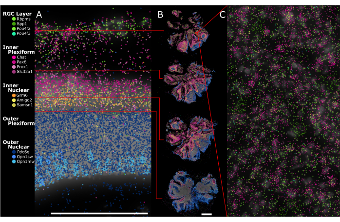 figure-results-10 Retinal cell layer diagram; fluorescence microscopy; cell marker distribution; neural layer analysis.