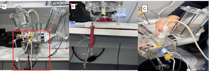 Development of an Ex Vivo Mitral Valve Evaluation Model Using a ...