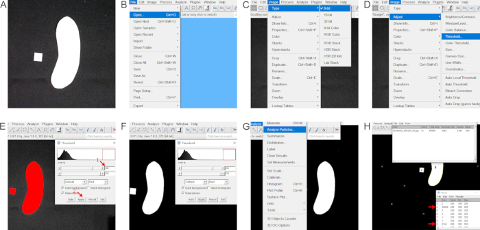 figure-results-5 Image processing sequence for cell area measurement; thresholding method, software interface steps.