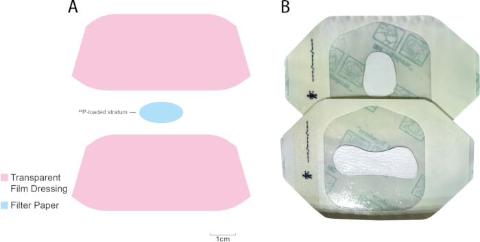 figure-results-7 Transparent film dressing diagram and photo for ^3H-loaded stratum experiment with filter paper.