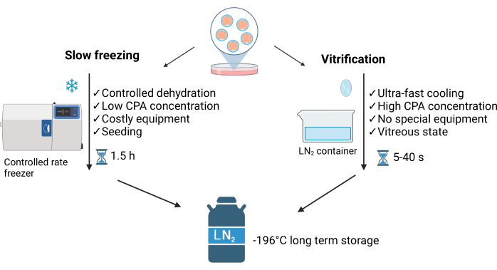 Cryopreservation process diagram; slow freezing vs vitrification, liquid nitrogen storage, cell preservation.
