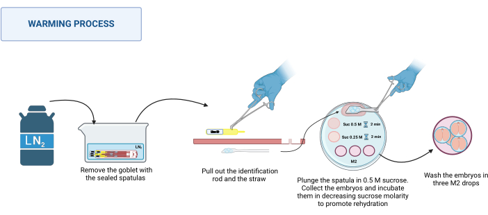 Warming process diagram; embryo rehydration in decreasing sucrose molarity.