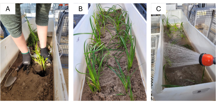 Plant growth process with soil preparation, planting, and watering in a controlled experiment setup.