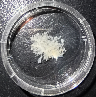 figure-results-2 Petri dish with white fungal culture, microbiology experiment setup for mold growth analysis.