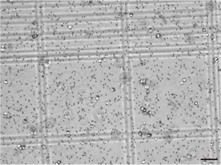 figure-results-3 Microscope image of cell culture showing grid pattern; used for cell counting and analysis.