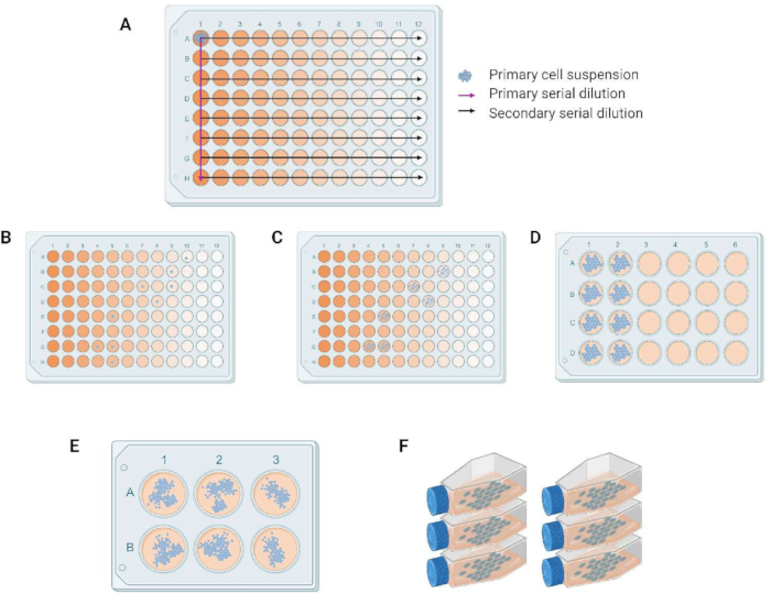 Serial dilution method, diagram with cell suspension and dilutions, essential for research experiments.