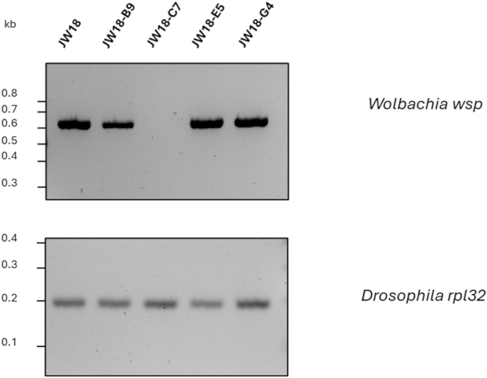 Gel electrophoresis result; Wolbachia wsp and Drosophila rpl32 bands; DNA separation analysis.