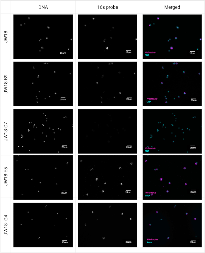 DNA and 16s probe fluorescence microscopy, Wolbachia detection, merged images, 25µm scale.