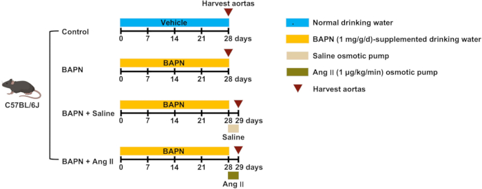 C57BL/6J mouse treatment timeline chart; BAPN, saline, Ang II effects on aorta harvesting.
