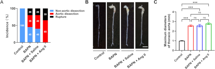 Aortic dissection experiment; bar chart, images, and graph showing different treatment effects.