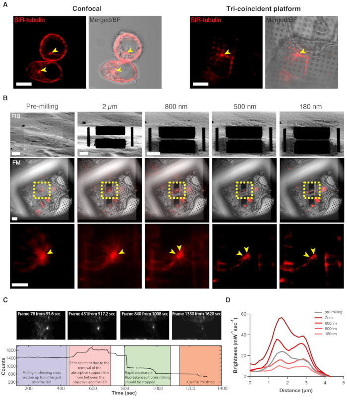 Confocal microscopy SiR-tubulin analysis; fluorescence imaging, milling stages, intensity graph.