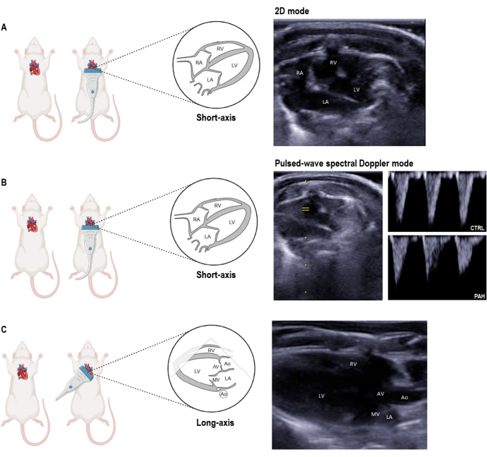 figure-protocol-11 显示小鼠心脏模型在二维和多普勒模式下的超声心动图示意图和超声图像。