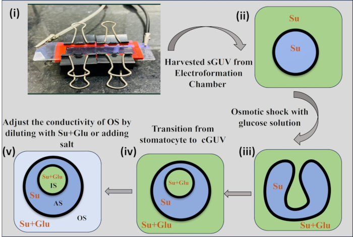 Electroformation chamber diagram for sGUV harvesting, featuring osmotic shock process with glucose.