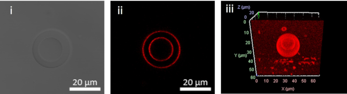 Microscopy images; optical and fluorescence study, 3D red emission sphere, 20μm scale.