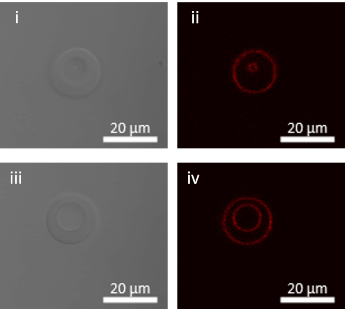 Microscopy analysis of cellular structures; optical measurements with fluorescence imaging, 20 µm scale.