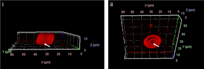 3D fluorescence microscopy images showing cellular structures in spatial distribution analysis.