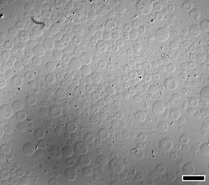 Cell cultures under microscope; microscopy image for cellular study and analysis.