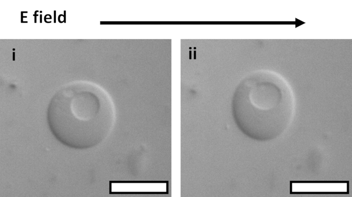 Electric field induced cell deformation, microscope image; study of cellular response to E field, diagram.