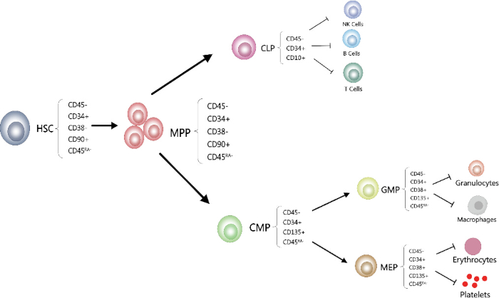 Hematopoiesis diagram; cell differentiation from HSC to various blood cells; includes CD markers.