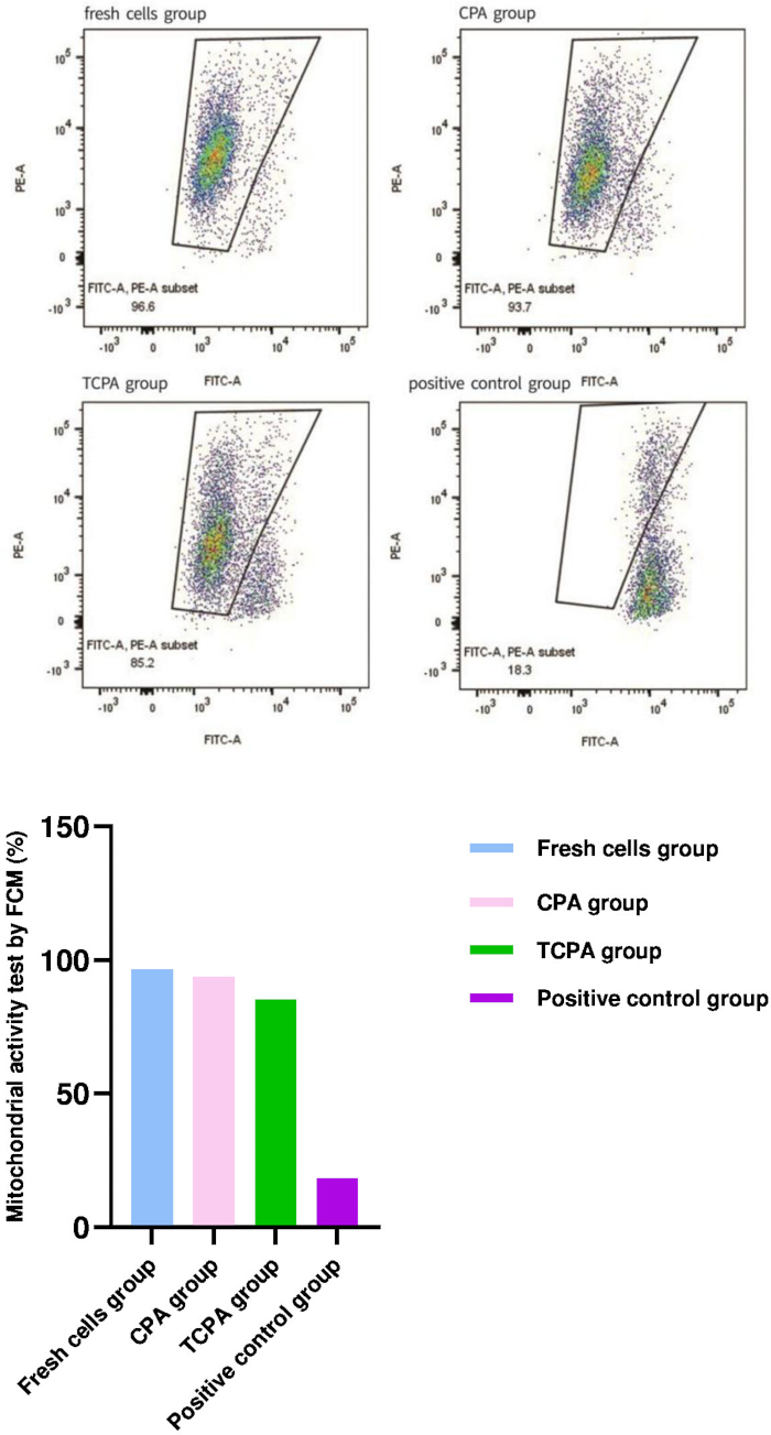 Flow cytometry analysis and bar graph of mitochondrial activity in fresh cells, CPA, TCPA, control groups.