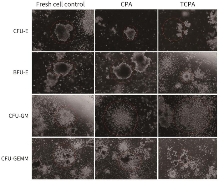 Colony formation assay results showing different hematopoietic progenitor colonies under various conditions.