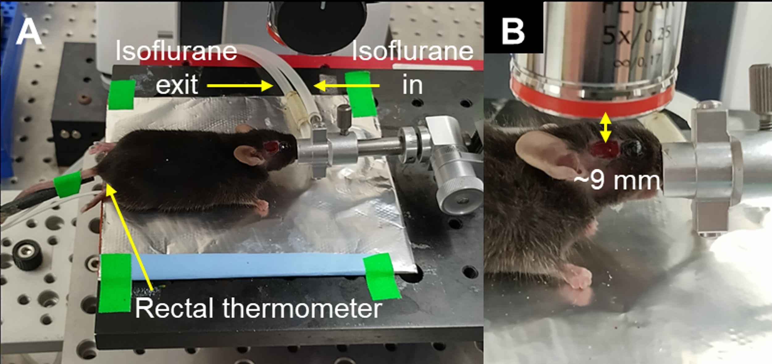 In Vivo Calcium Imaging of Neuronal Ensembles in Networks of Primary ...