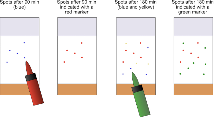 Chromatography diagram; spot indication over time using colored markers for separation analysis.