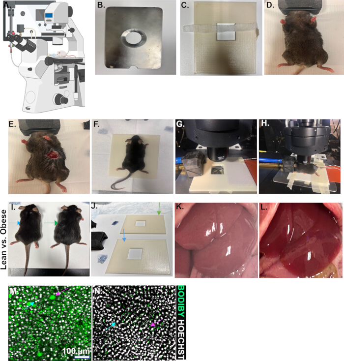 Microscopy setup in metabolic research; obese vs lean mice, tissue analysis, fluorescence imaging.