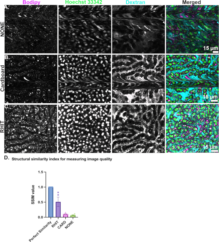 Fluorescent labeling microscopy images with Bodipy, Hoechst, Dextran, and SSIM graph analysis.